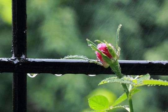 雨中蔷薇