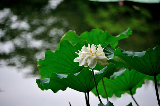 杭州 西湖 曲院风荷 荷花