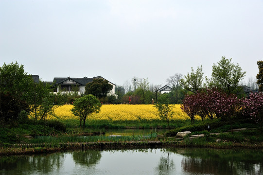 杭州 西溪 春季 油菜花 湿地