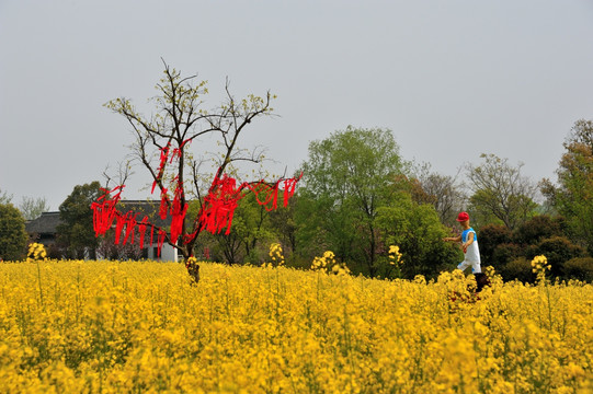 杭州 西溪 春季 油菜花 湿地