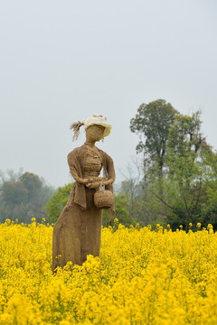 杭州 西溪 春季 油菜花 湿地