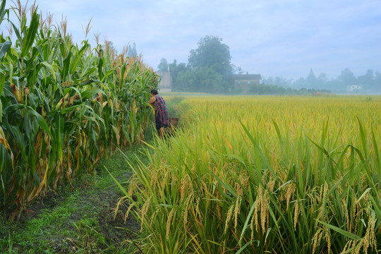 成熟水稻玉米田园风光