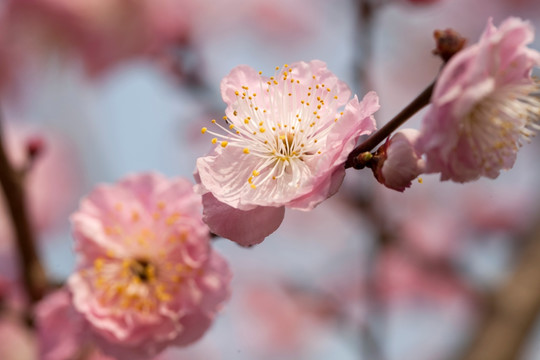 梅花 花朵 花卉 花枝 花蕊