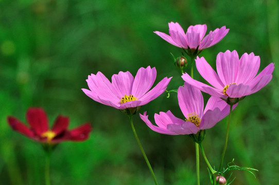 格桑花