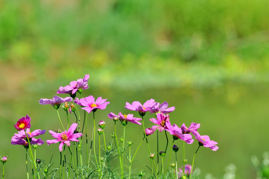 格桑花