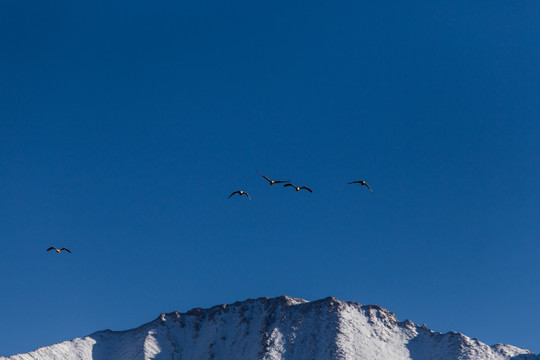 斑头雁与雪山