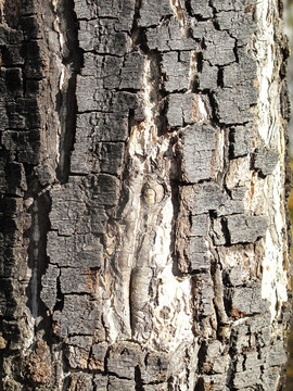 桦树树干纹理 素材