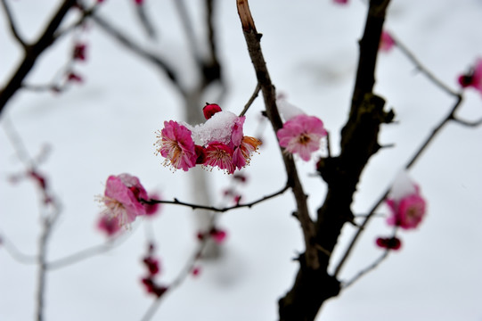 杭州 西湖 雪景 梅花 花朵