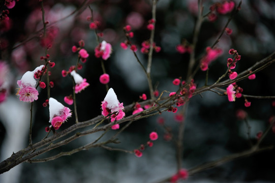 杭州 西湖 雪景 梅花 花朵