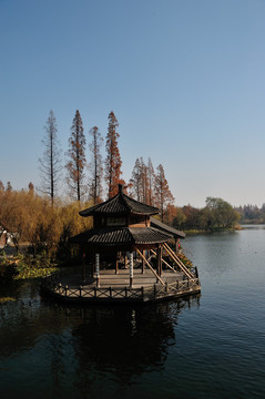 西湖 杨公堤 秋季 枯叶 湖