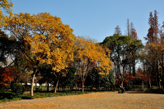 杭州 西湖 曲院风荷 秋季 树