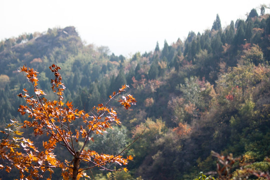 秋日山林