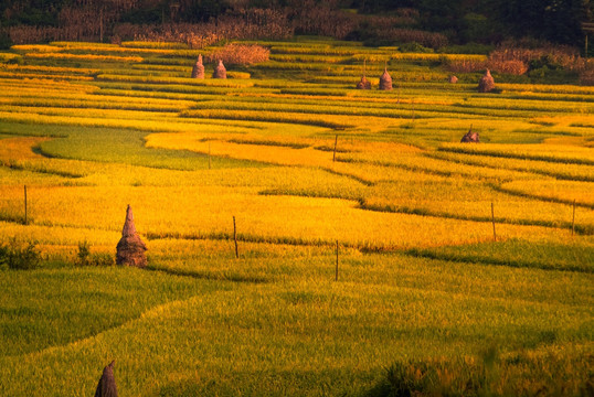 秋天 稻田