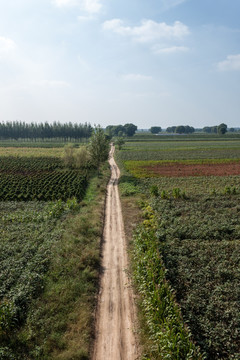 田野