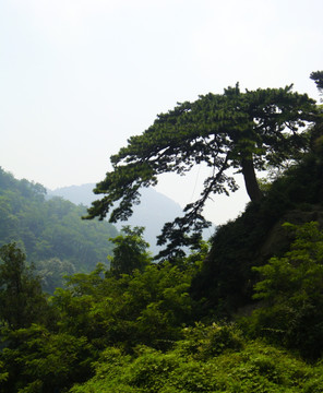 泰山迎客松