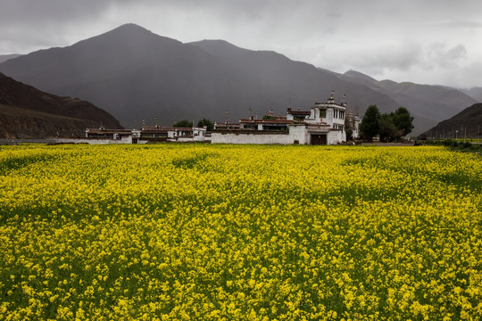 藏族民居与油菜花