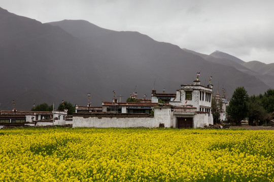 藏族民居与油菜花