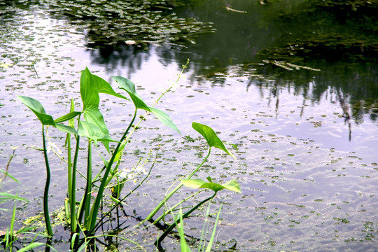 水草