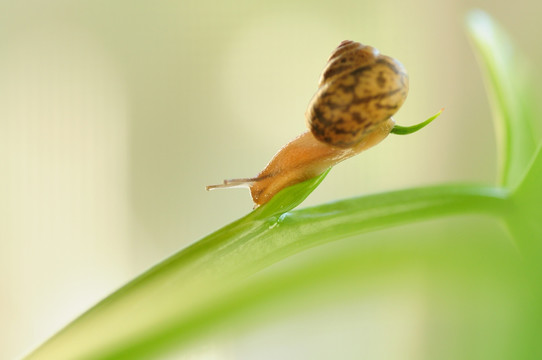 蜗牛