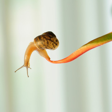 蜗牛