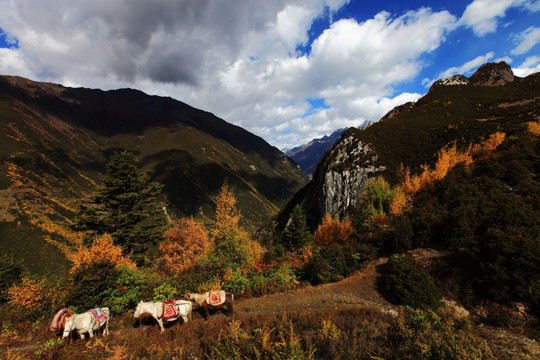 山景