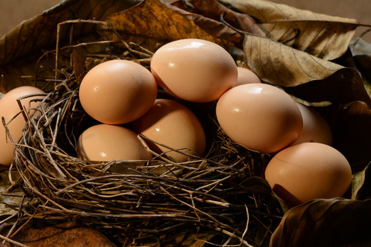 鸟巢鸡蛋