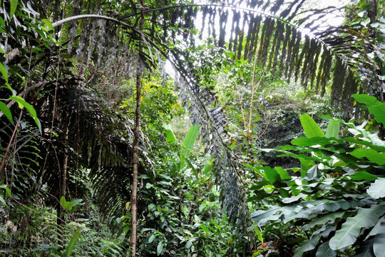 热带丛林和植物