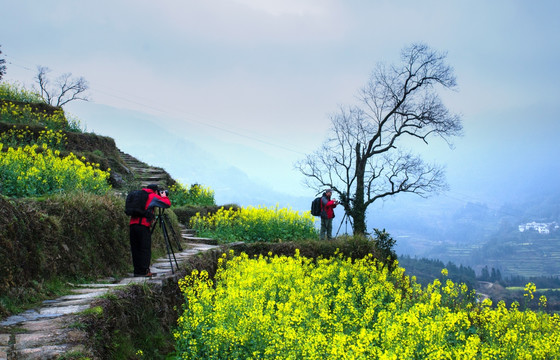 婺源油菜花