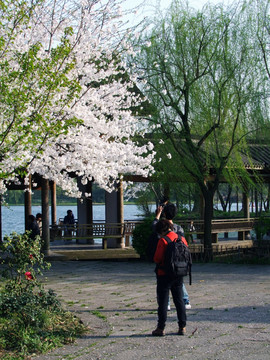 西湖 杨公堤 春季 夕阳 庭院