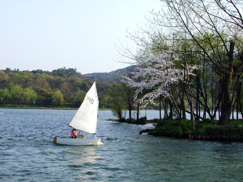 西湖 杨公堤 春季 夕阳 帆船