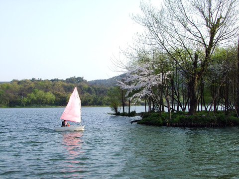 西湖 杨公堤 春季 夕阳 帆船