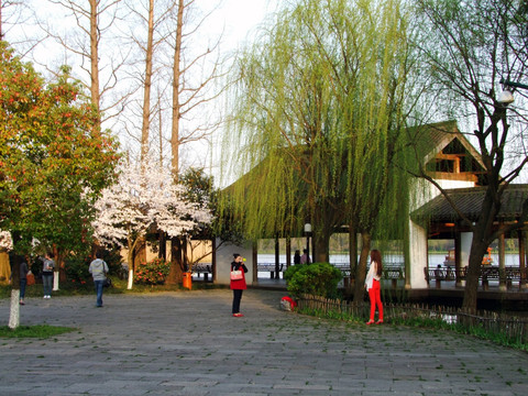 西湖 杨公堤 春季 夕阳 庭院