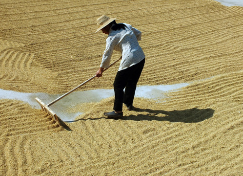2013年中国稻谷供需均衡