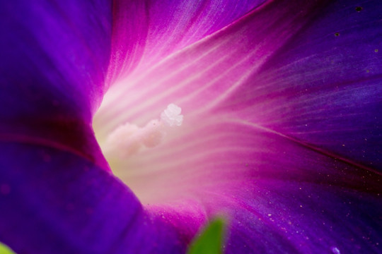 微距摄影 牵牛花花蕊