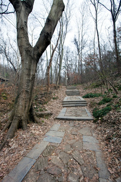 栖霞山 南京 道路 树木 山坡