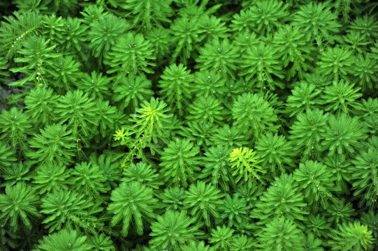 荷塘 水草 绿色 夏天