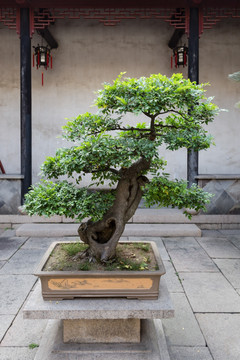 盆景