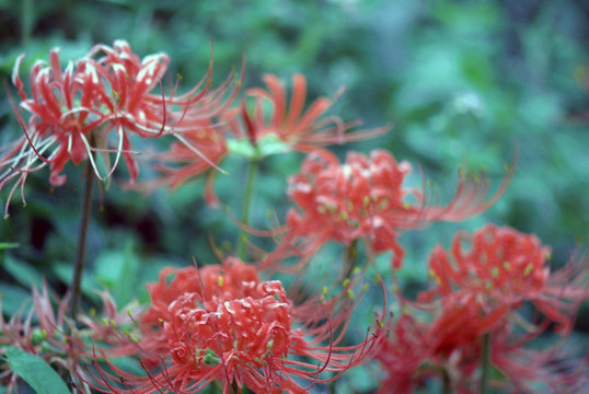 红花 彼岸花