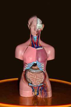 男性人体 人体解剖模型