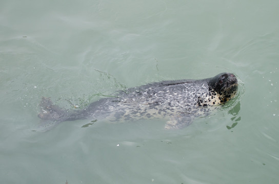 海豹