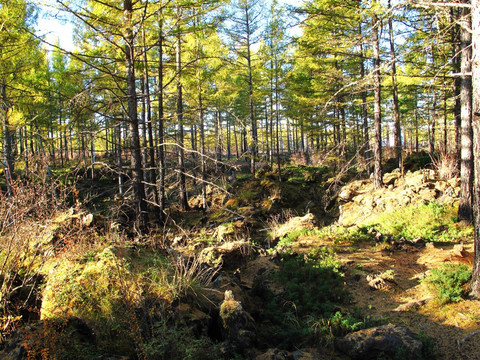 阿尔山 火山岩树林