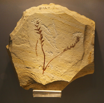 远古植物化石