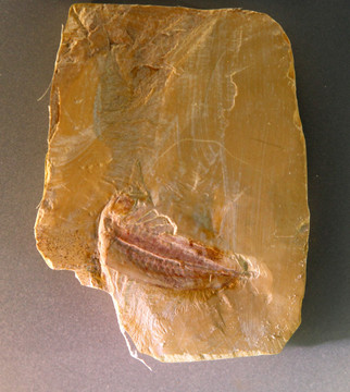 远古昆虫化石