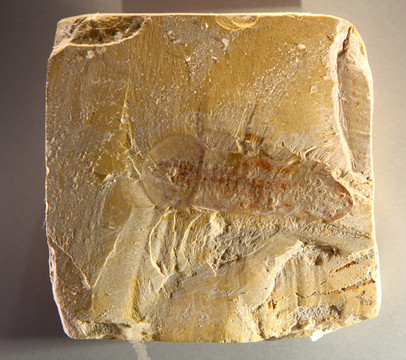 远古昆虫化石