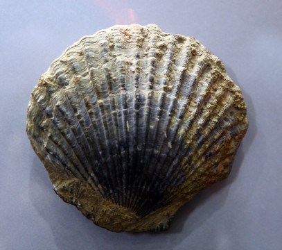 远古海蚌标本