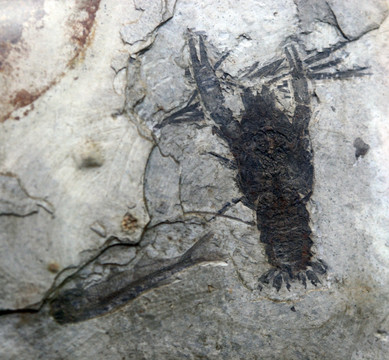 远古环节虾化石