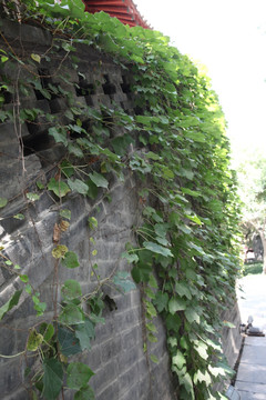 小雁塔