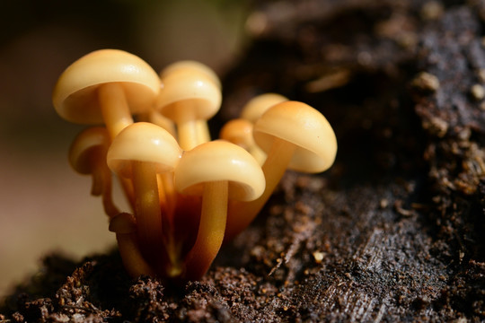 野生枯木蘑菇
