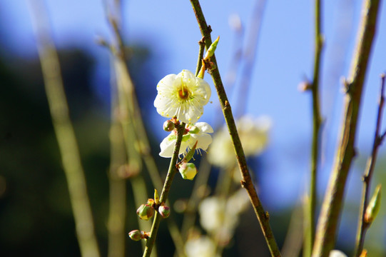 梅花