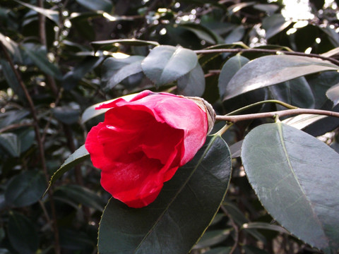 南京中山陵红茶花